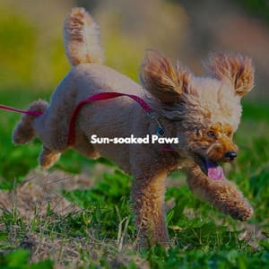 Sun-soaked Paws - Jazz Classico
