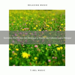 Sonidos Perfectos del Bosque y Ruido de Colores para Relajar - Ruido Blanco
