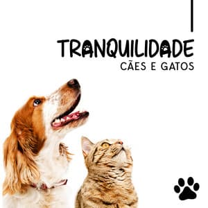 Tranquilidade Cães e Gatos - Meditação Espiritualidade Musica Academia