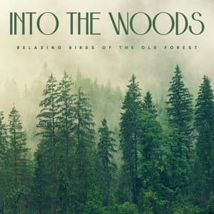 Into The Woods: Relaxing Birds Of The Old Forest - faint echoes