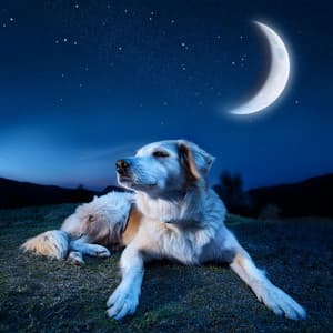 Armonía Para Perros: Melodías Para La Calma Canina - Música instrumental alegre