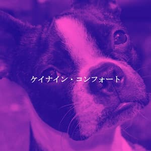 ケイナイン・コンフォート - Acoustic Jazz