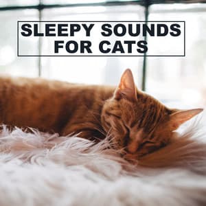Sleepy Sounds for Cats - The Cat Relaxer