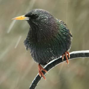 Mindful Melodies: Theta Waves, Rain for Pets - Binaural Beats Work Music