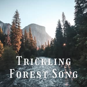 Trickling Forest Song - Nature Lab