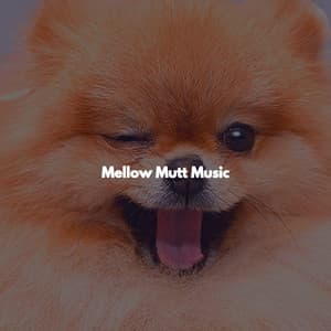 Mellow Mutt Music - Studying Jazz