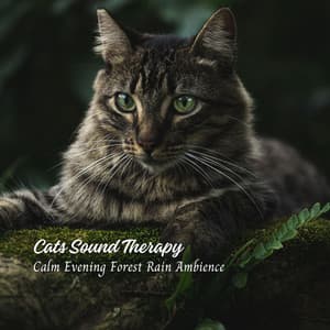Cats Sound Therapy: Calm Evening Forest Rain Ambience - Rain relax