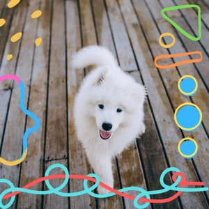 Feelings for Dog Walks - Dog Radio 1