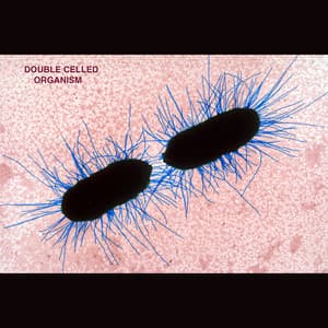 Double Celled Organism - Double Celled Organism