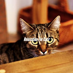 Relaxation For Cats - Musica da Lavoro