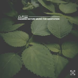 Calming Nature Music for Meditation - Organic Nature Sounds