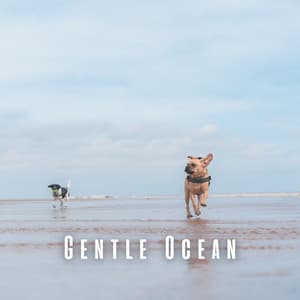 Gentle Ocean: Binaural Theta Waves for Dogs - Ocean Currents