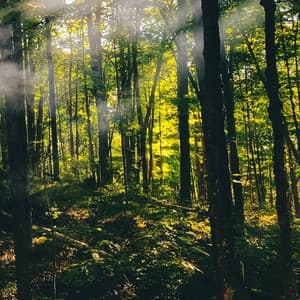 49 Melodic Stories: Quiet Forest - White Noise Therapy