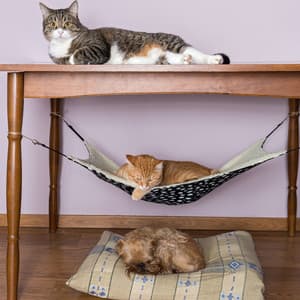 Raindrop Pawprints: Pet Melodies of Piano Serenity - Rain Sounds Sleep