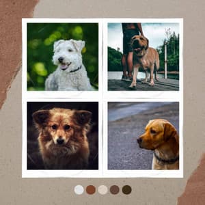 Music for Dog Calming - Dog Music Library