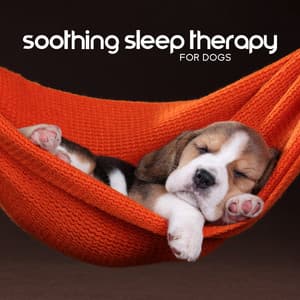 Soothing Sleep Therapy for Dogs - Piano Night Music Paradise
