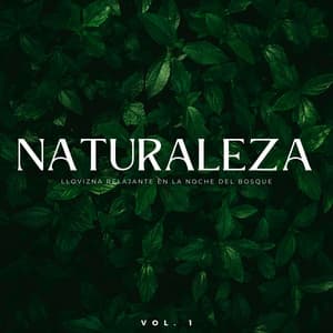 Naturaleza: Llovizna Relajante En La Noche Del Bosque Vol. 1 - Lluvia para un sueño profundo