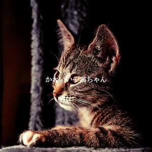 かわいい子猫ちゃん - Slow Smooth Jazz