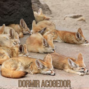 Dormir Acogedor - Simply Sleep Ambience