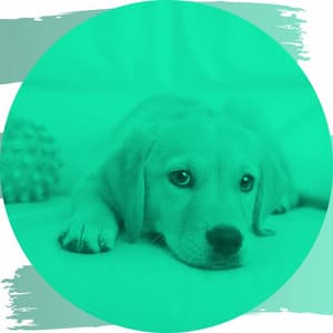 Easy Background for Puppy Anxiety Relief - Relaxing Dog Music Classics