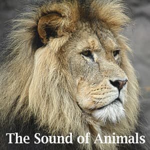 The Sound of Animals - Sound Effects Factory