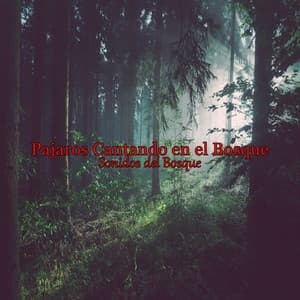 Pajaros Cantando en el Bosque - Sonidos Del Bosque