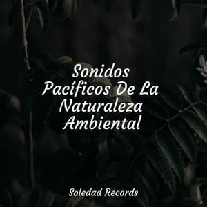 Sonidos Pacíficos De La Naturaleza Ambiental - Meditación