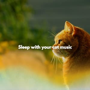 Sleep with your cat music - Cena Musica Ambiente