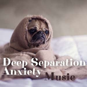 Deep Separation Anxiety Music - Jazz Pets Relax