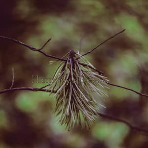 Harmony's Grasp - Eon Wilder