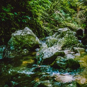 Nature Sound of OKINAWA -Deep Forest- vol.1 - Super Natural