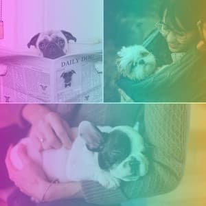 Outstanding Trumpet Solo - Ambiance for Puppy Sleep - Relaxing Dog Music