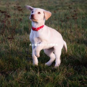 犬と穏やかな日の雰囲気 - No Words Jazz