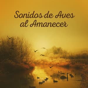 Sonidos de Aves al Amanecer - Sonidos De Aves