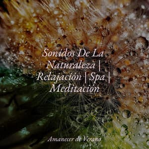 Sonidos De La Naturaleza | Relajación | Spa | Meditación - Relajación Piano
