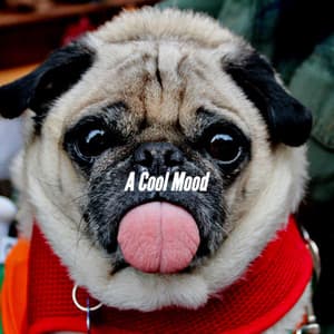 A Cool Mood - Dog Sleeping Soundtracks Deluxe