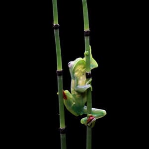 Bambu Gölgelerindeki Yankılar - Frekans teorisi