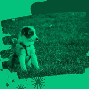 Music for Dog Naptime - Dog Chill Out Music