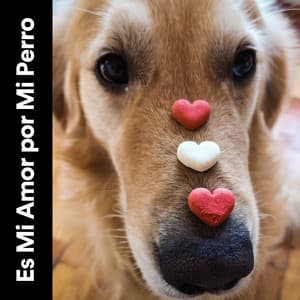 Es Mi Amor Por Mi Perro - Mascotas tranquilas