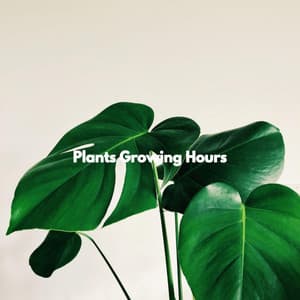Plants Growing Hours - Tranquilo Café Música