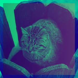 Music for Home Cats - Cat Music Experience
