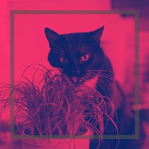 Sophisticated Bgm for Cool Kittens - Calming Music for Cats