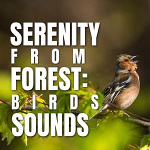 Serenity from Forest: Birds Sounds - Bird Songs