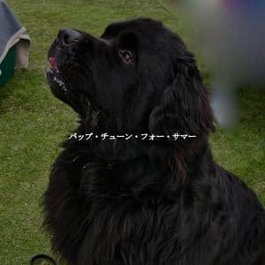 パップ・チューン・フォー・サマー - Boutique Hotel Music