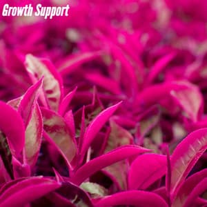 Growth Support - Sleepy Jazz