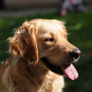 Stellar Background for Lazy Chill Dogs - Relaxing Dog Music Classics