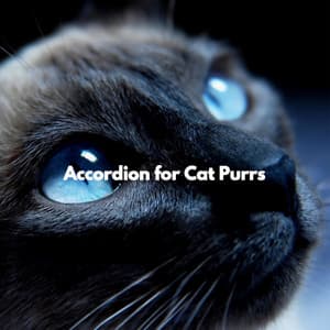 Accordion for Cat Purrs - Musica para Restaurantes Ambiente