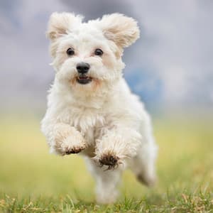 Canine Calm: Music for Dog Relaxation - International Music