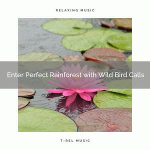 ! Enter Perfect Rainforest with Wild Bird Calls - Rain Recorders