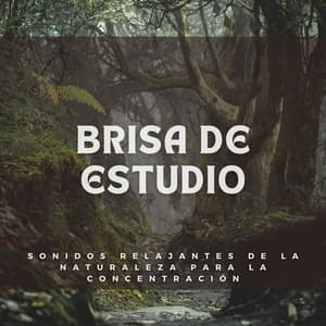 Brisa de Estudio: Sonidos Relajantes de la Naturaleza para la Concentración - Proyecto Naturaleza Ambiental